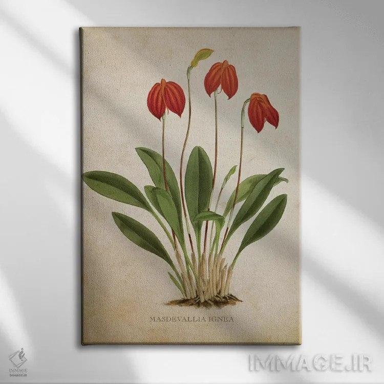 تابلو گل ارکیده (وینتیج) اثر پیکسل کهنه (استودیو/نام هنری) - نمای روبهرو روی دیوار