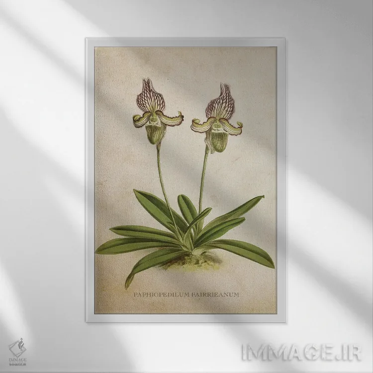 تابلو گل ارکیده (وینتیج) اثر پیکسل کهنه (استودیو/نام هنری) - نمای قابدار سفید