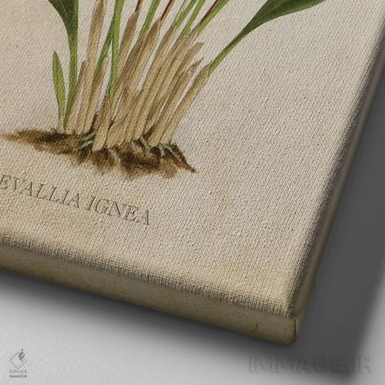 تابلو گل ارکیده (وینتیج) اثر پیکسل کهنه (استودیو/نام هنری) - نمای نزدیک بافت بوم