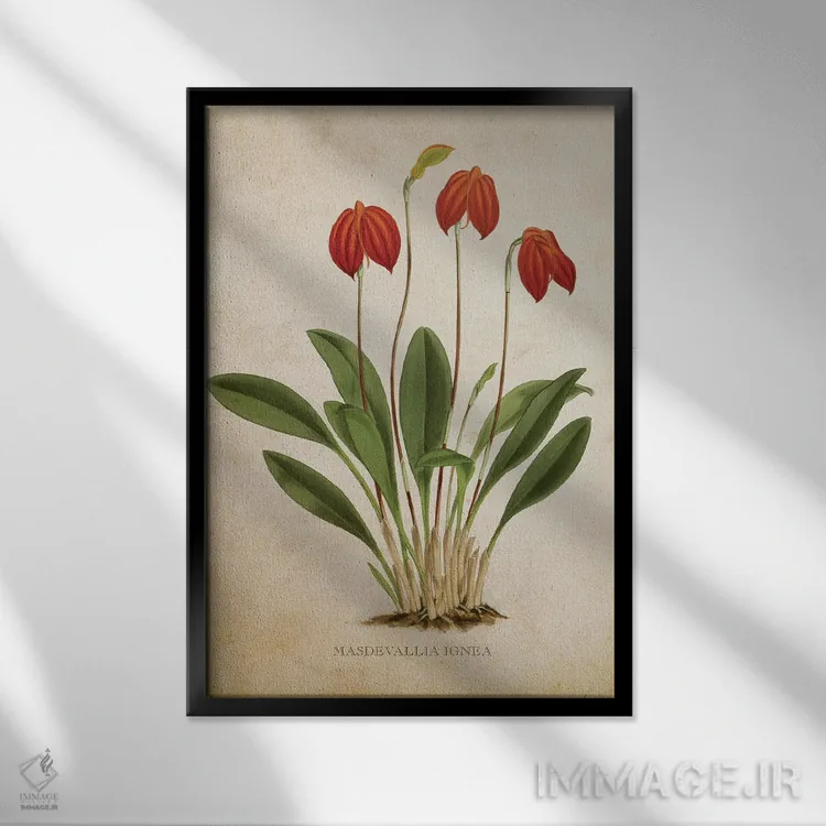 تابلو گل ارکیده (وینتیج) اثر پیکسل کهنه (استودیو/نام هنری) - نمای قابدار مشکی
