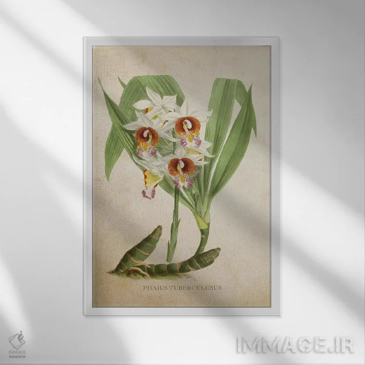 تابلو ارکیده (گلدان وینتیج) اثر پیکسل کهنه (استودیو/نام هنری) - نمای قابدار سفید