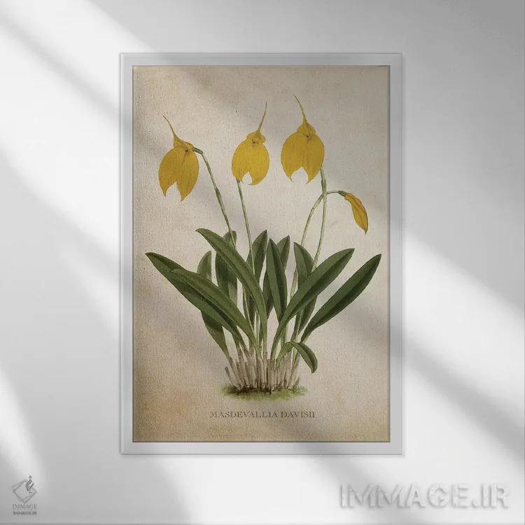 تابلو گل ارکیده (وینتیج) اثر پیکسل کهنه (استودیو/نام هنری) - نمای قابدار سفید