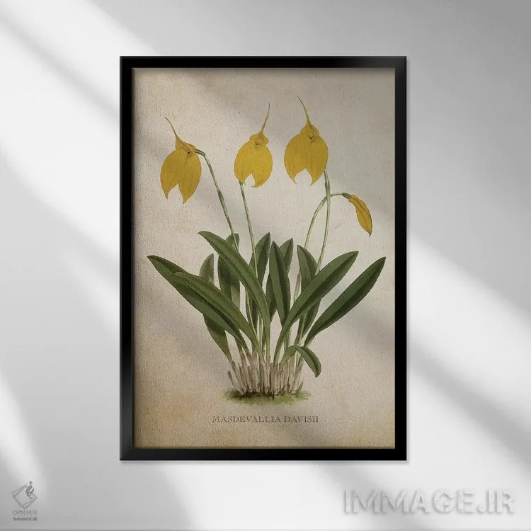 تابلو گل ارکیده (وینتیج) اثر پیکسل کهنه (استودیو/نام هنری) - نمای قابدار مشکی