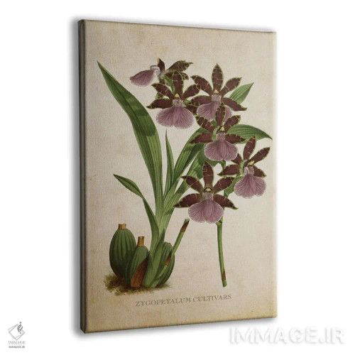 تابلو گل ارکیده (وینتیج) اثر پیکسل کهنه (استودیو/نام هنری) - نمای پرسپکتیو محصول