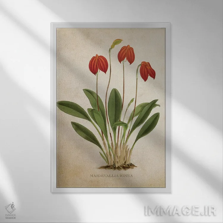 تابلو گل ارکیده (وینتیج) اثر پیکسل کهنه (استودیو/نام هنری) - نمای قابدار سفید