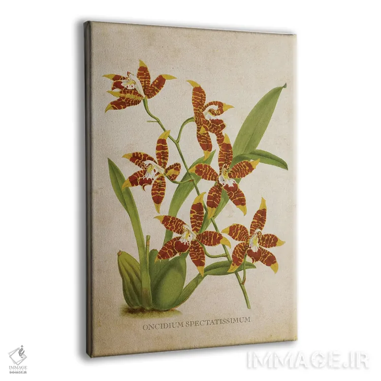 تابلو گل ارکیده (وینتیج) اثر پیکسل کهنه (استودیو/نام هنری) - نمای پرسپکتیو محصول