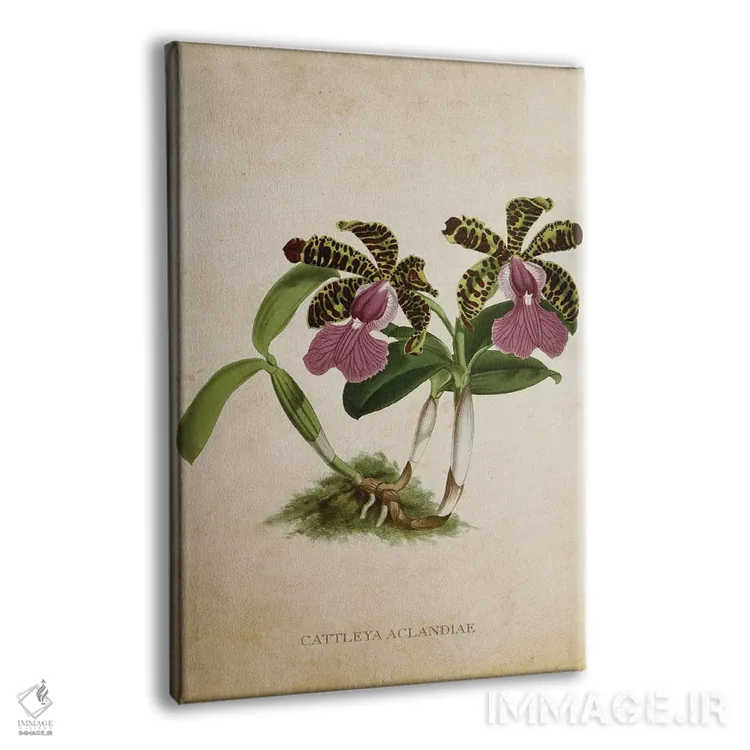 تابلو گل ارکیده (وینتیج) اثر پیکسل کهنه (استودیو/نام هنری) - نمای پرسپکتیو محصول
