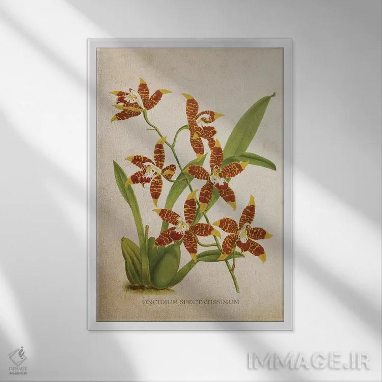 تابلو گل ارکیده (وینتیج) اثر پیکسل کهنه (استودیو/نام هنری) - نمای قابدار سفید