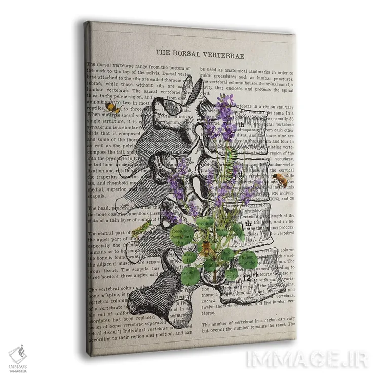 تابلو آناتومی مهرههای پشتی (اسطوخودوس) اثر پیکسل کهنه (استودیو/نام هنری) - نمای پرسپکتیو محصول