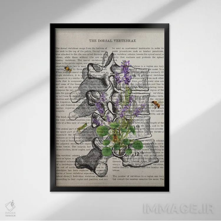 تابلو آناتومی مهرههای پشتی (اسطوخودوس) اثر پیکسل کهنه (استودیو/نام هنری) - نمای قابدار مشکی