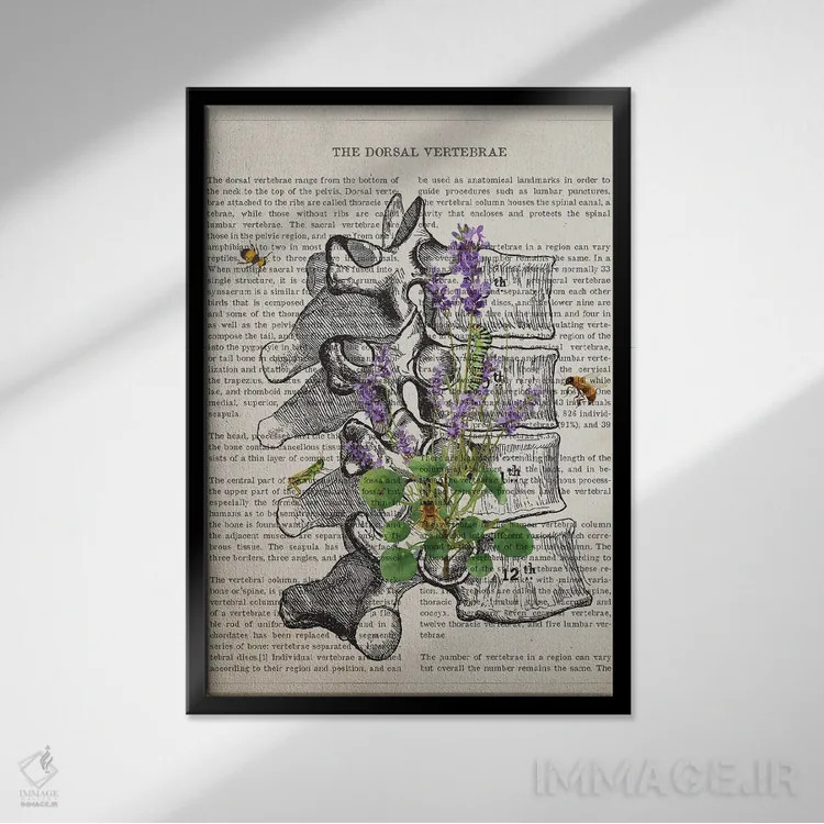 تابلو آناتومی مهرههای پشتی (اسطوخودوس) اثر پیکسل کهنه (استودیو/نام هنری) - نمای قابدار مشکی