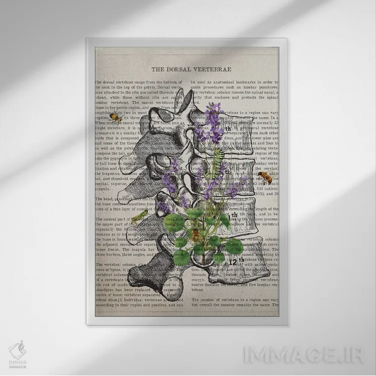 تابلو آناتومی مهرههای پشتی (اسطوخودوس) اثر پیکسل کهنه (استودیو/نام هنری) - نمای قابدار سفید