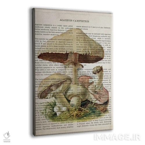 تابلو قارچ آگاریکوس کمپستر (قارچ دکمهای مزرعهای) اثر پیکسل کهنه (استودیو/نام هنری) - نمای پرسپکتیو محصول