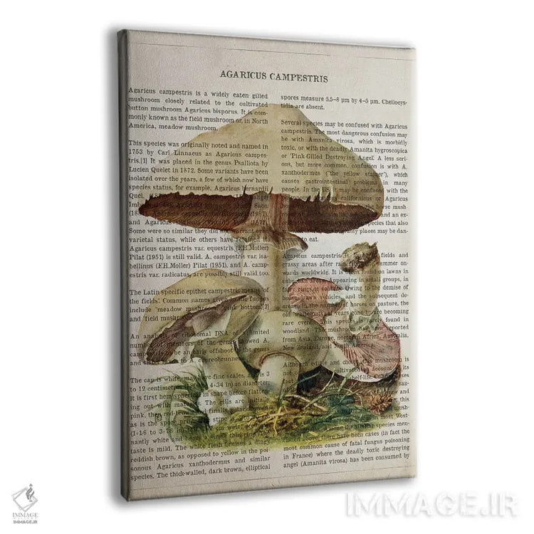 تابلو قارچ آگاریکوس کمپستر (قارچ دکمهای مزرعهای) اثر پیکسل کهنه (استودیو/نام هنری) - نمای پرسپکتیو محصول