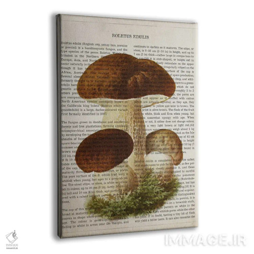 تابلو قارچ بولتوس ادولیس (قارچ شاهبلوطی خوراکی) اثر پیکسل کهنه (استودیو/نام هنری) - نمای پرسپکتیو محصول