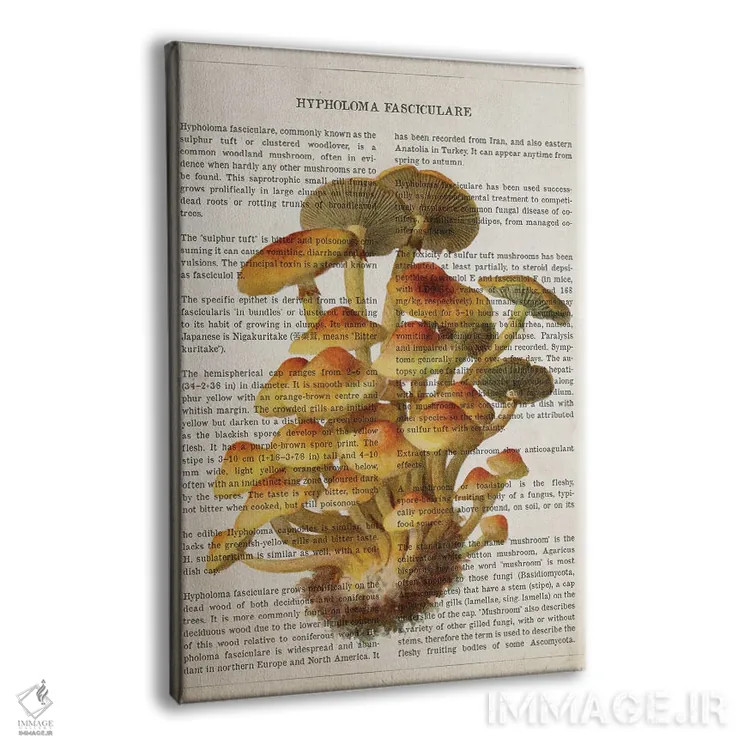 تابلو قارچ هیفولما فاسیکولاره اثر پیکسل کهنه (استودیو/نام هنری) - نمای پرسپکتیو محصول