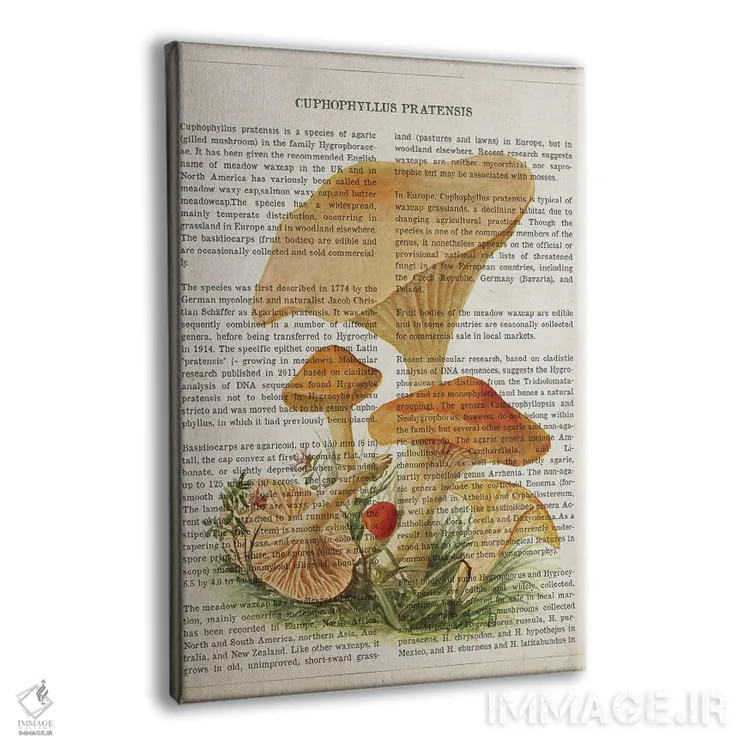 تابلو قارچ کوفوفیلوس پراتنسیس اثر پیکسل کهنه (استودیو/نام هنری) - نمای پرسپکتیو محصول