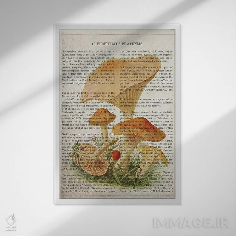 تابلو قارچ کوفوفیلوس پراتنسیس اثر پیکسل کهنه (استودیو/نام هنری) - نمای قابدار سفید
