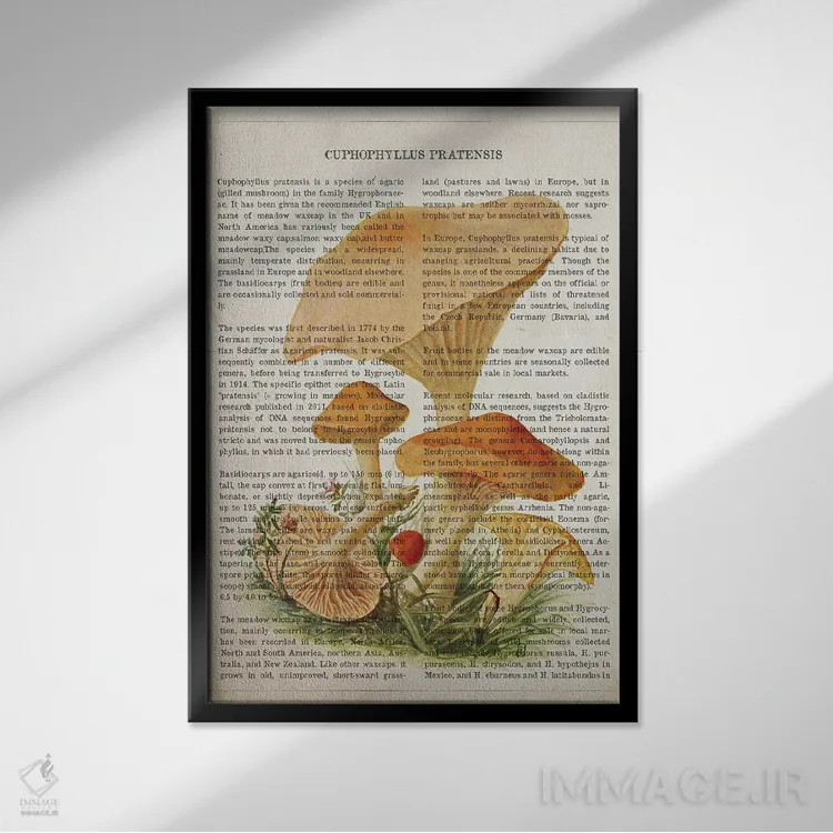 تابلو قارچ کوفوفیلوس پراتنسیس اثر پیکسل کهنه (استودیو/نام هنری) - نمای قابدار مشکی