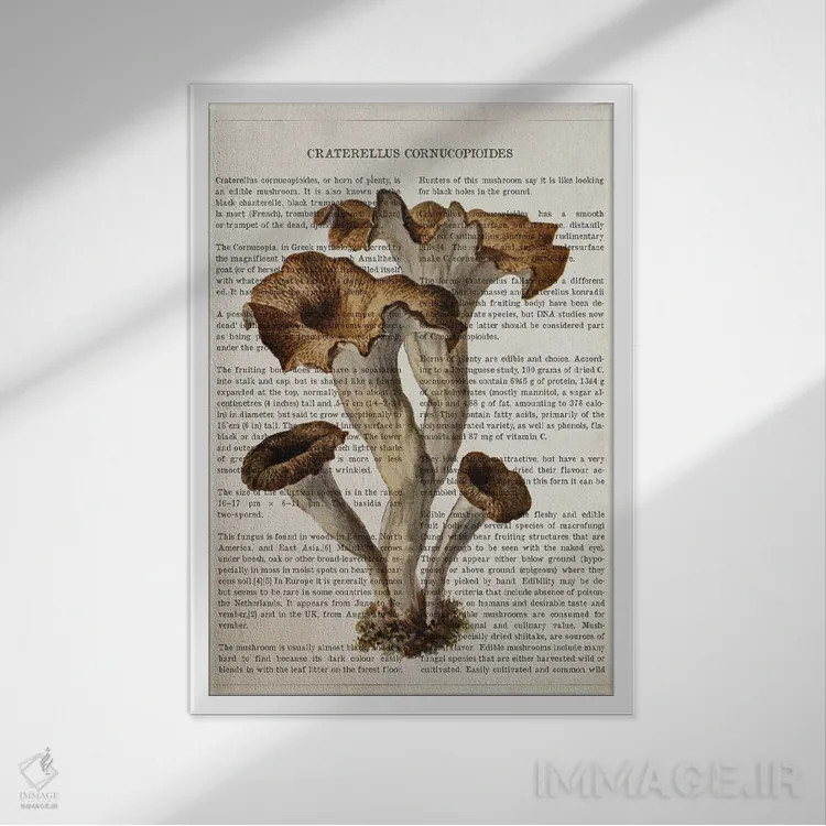 تابلو قارچ کراترلوس کورنوکوپیوییدس (قارچ ترومپتی سیاه) اثر پیکسل کهنه (استودیو/نام هنری) - نمای قابدار سفید
