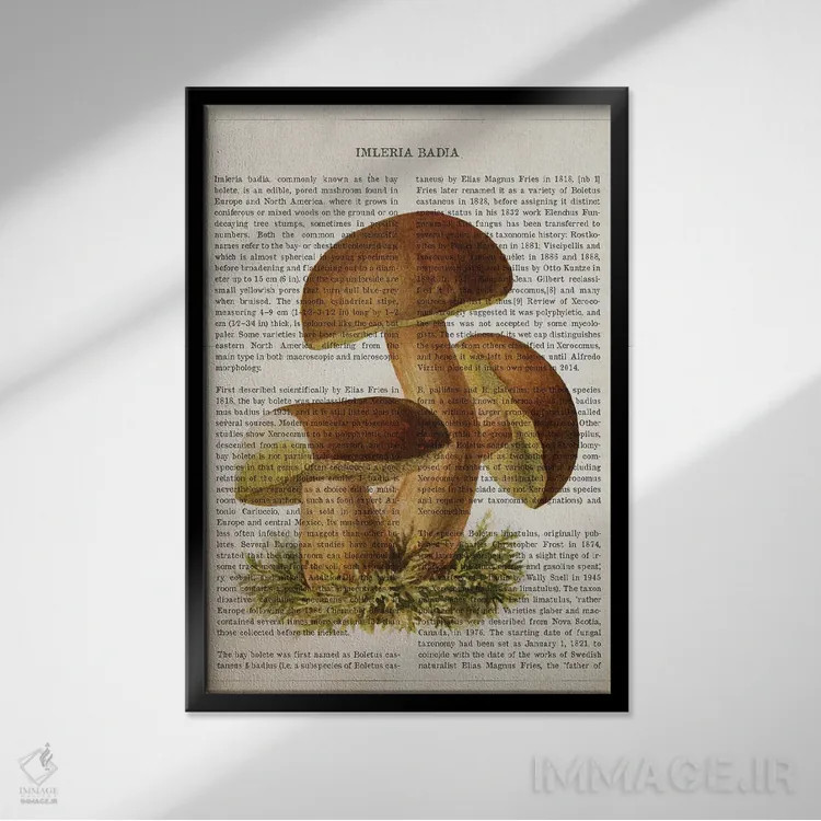 تابلو قارچ ایملریا بدیا (قارچ شاهبلوطی قهوهای) اثر پیکسل کهنه (استودیو/نام هنری) - نمای قابدار مشکی