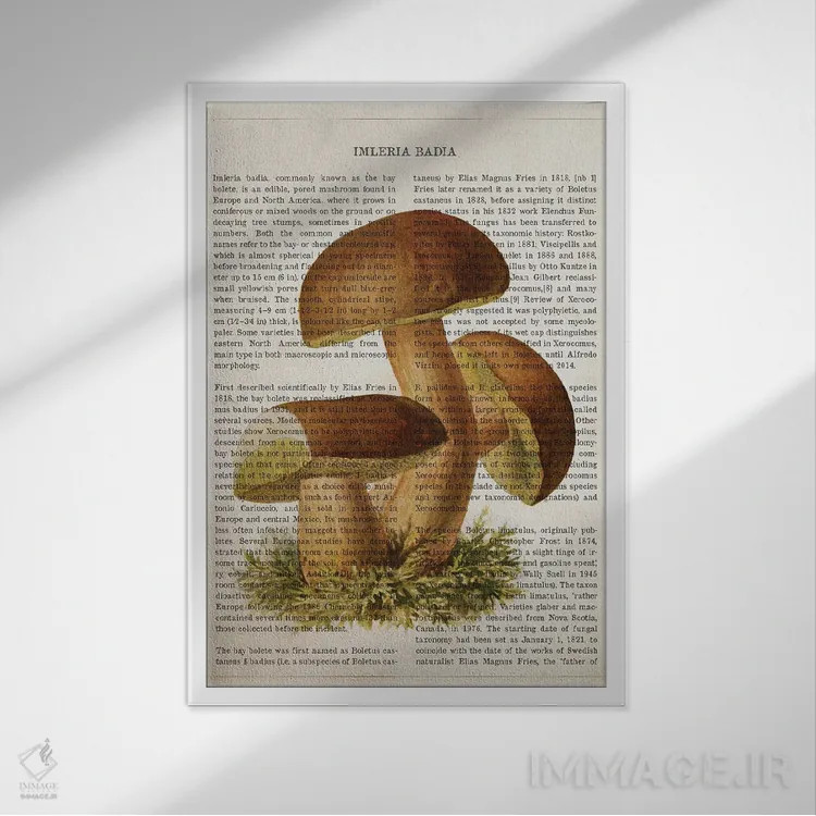 تابلو قارچ ایملریا بدیا (قارچ شاهبلوطی قهوهای) اثر پیکسل کهنه (استودیو/نام هنری) - نمای قابدار سفید