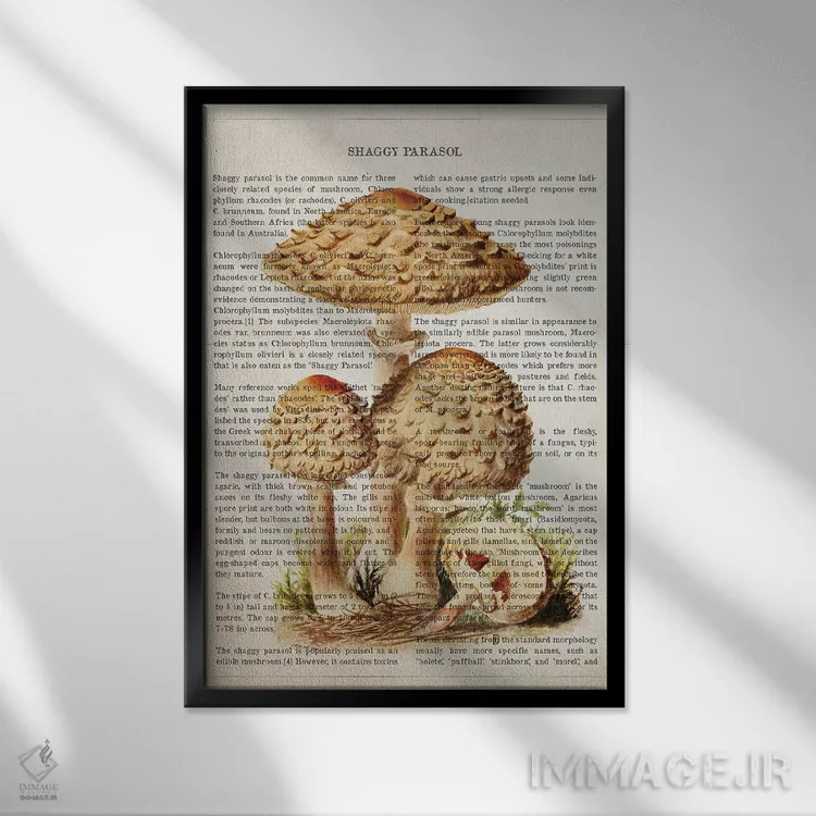 تابلو قارچ چتر shaggy (قارچ چتری پرمو) اثر پیکسل کهنه (استودیو/نام هنری) - نمای قابدار مشکی