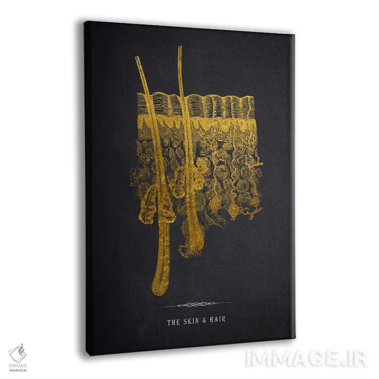 تابلو چاپ آناتومی پوست اثر پیکسل کهنه (استودیو/نام هنری) - نمای پرسپکتیو محصول