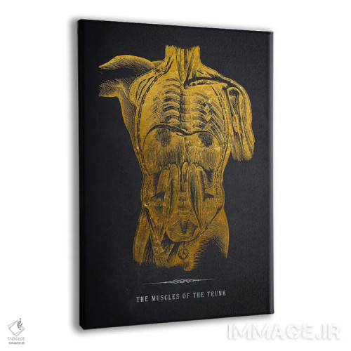 تابلو چاپ آناتومی عضلات تنه اثر پیکسل کهنه (استودیو/نام هنری) - نمای پرسپکتیو محصول