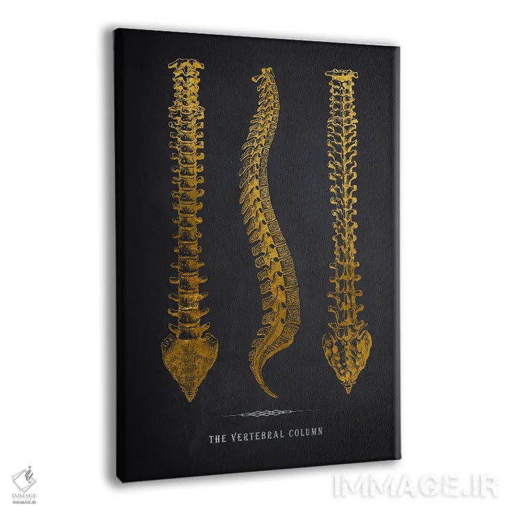 تابلو چاپ آناتومی ستون فقرات اثر پیکسل کهنه (استودیو/نام هنری) - نمای پرسپکتیو محصول