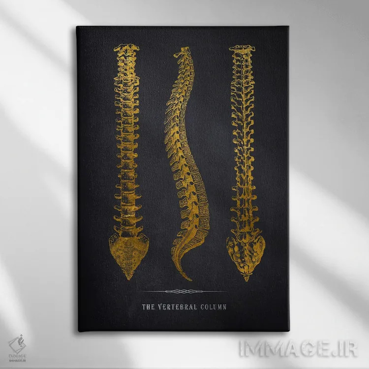 تابلو چاپ آناتومی ستون فقرات اثر پیکسل کهنه (استودیو/نام هنری) - نمای روبهرو روی دیوار