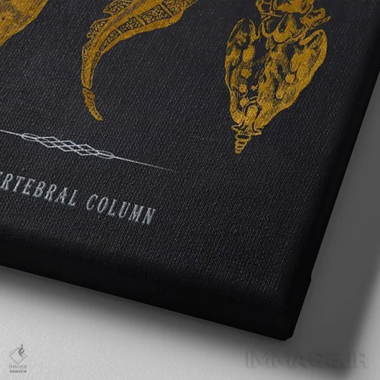 تابلو چاپ آناتومی ستون فقرات اثر پیکسل کهنه (استودیو/نام هنری) - نمای نزدیک بافت بوم