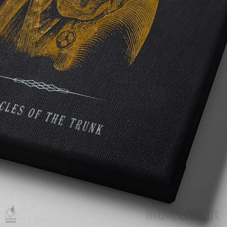 تابلو چاپ آناتومی عضلات تنه اثر پیکسل کهنه (استودیو/نام هنری) - نمای نزدیک بافت بوم