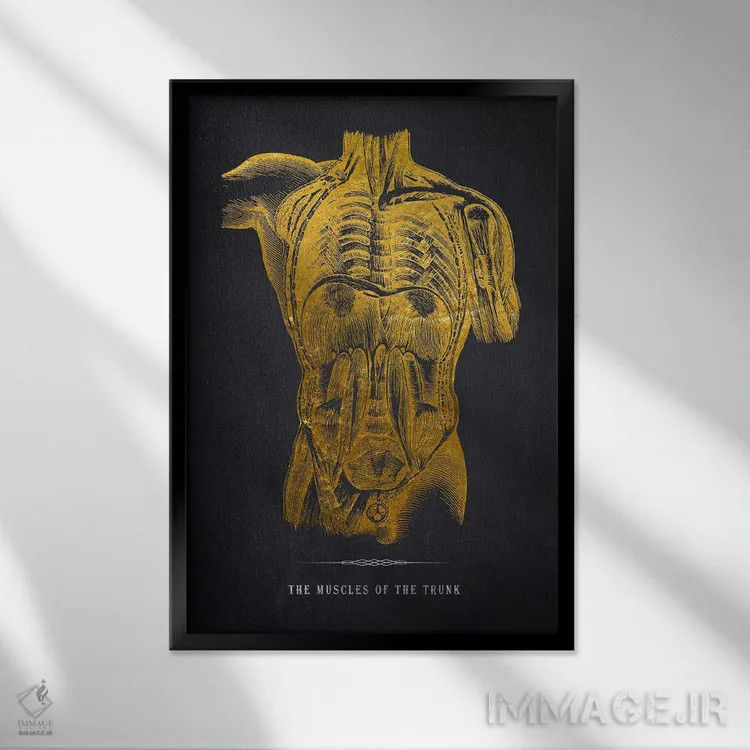 تابلو چاپ آناتومی عضلات تنه اثر پیکسل کهنه (استودیو/نام هنری) - نمای قابدار مشکی