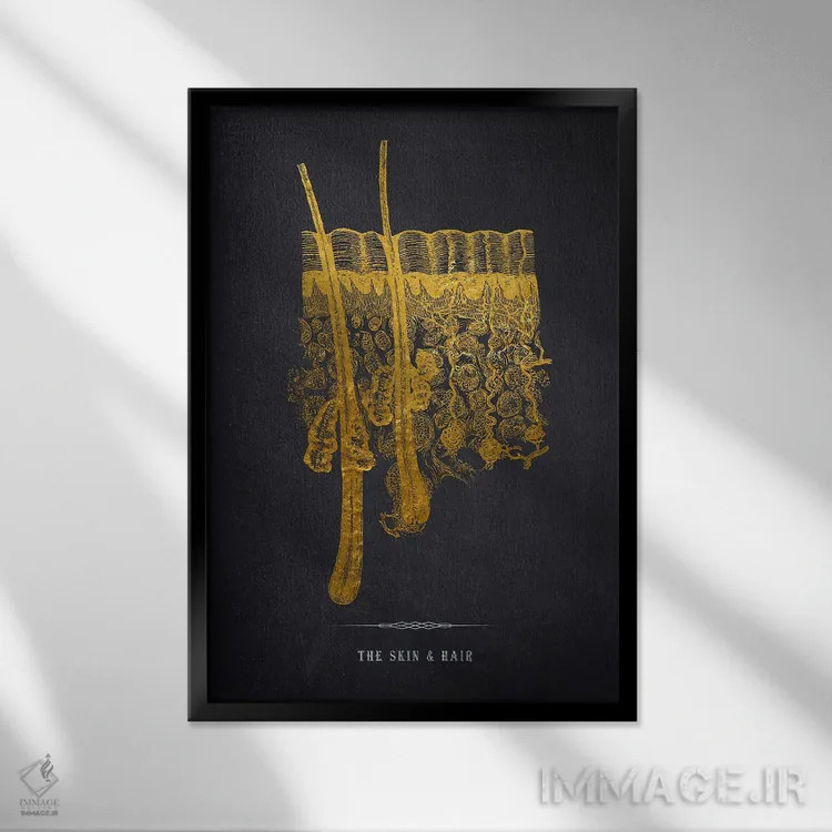 تابلو چاپ آناتومی پوست اثر پیکسل کهنه (استودیو/نام هنری) - نمای قابدار مشکی