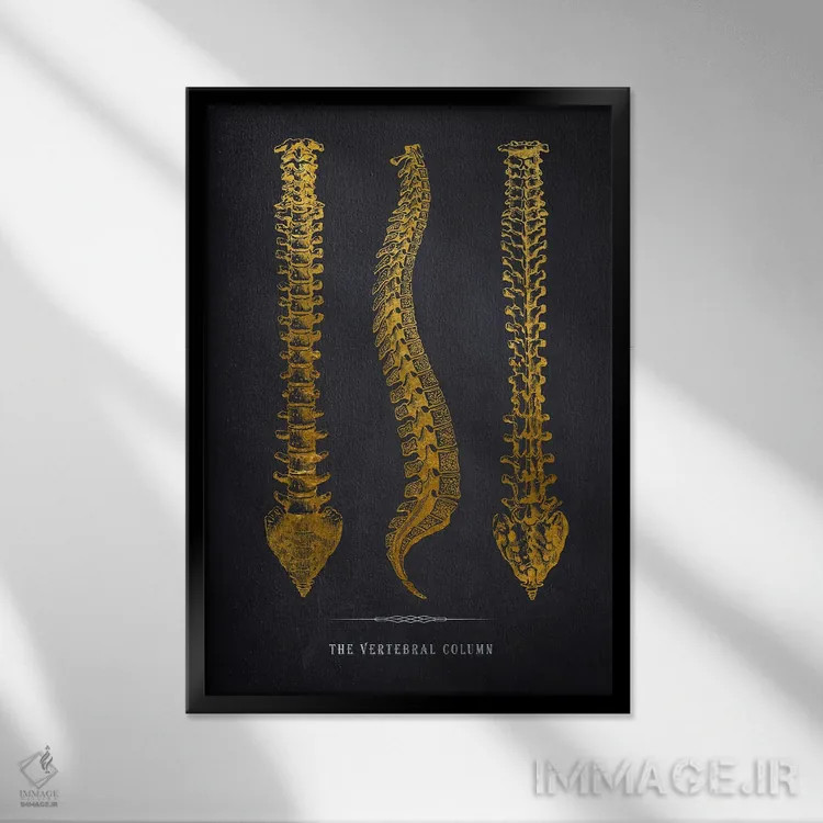تابلو چاپ آناتومی ستون فقرات اثر پیکسل کهنه (استودیو/نام هنری) - نمای قابدار مشکی