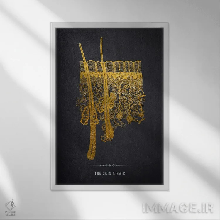 تابلو چاپ آناتومی پوست اثر پیکسل کهنه (استودیو/نام هنری) - نمای قابدار سفید