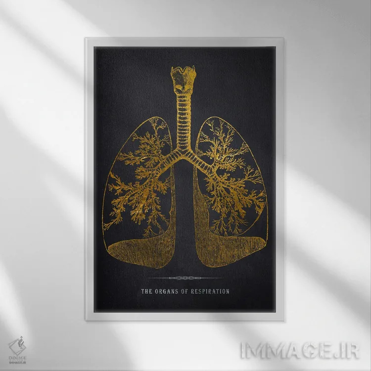 تابلو چاپ آناتومی ریهها اثر پیکسل کهنه (استودیو/نام هنری) - نمای قابدار سفید