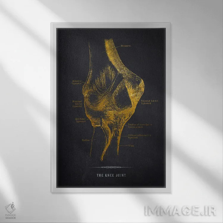 تابلو چاپ آناتومی مفصل زانو اثر پیکسل کهنه (استودیو/نام هنری) - نمای قابدار سفید