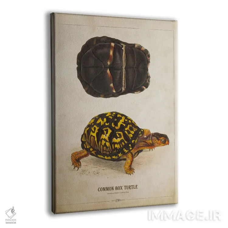 تابلو تصویر لاکپشت جعبهای اثر پیکسل کهنه (استودیو/نام هنری) - نمای پرسپکتیو محصول