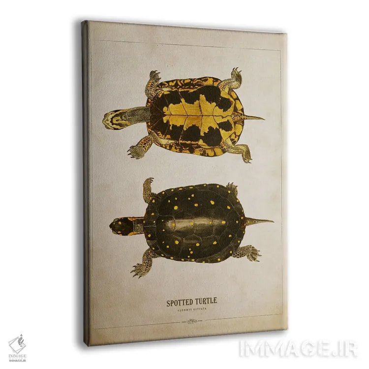 تابلو تصویر لاکپشت خالدار اثر پیکسل کهنه (استودیو/نام هنری) - نمای پرسپکتیو محصول