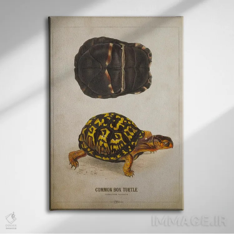 تابلو تصویر لاکپشت جعبهای اثر پیکسل کهنه (استودیو/نام هنری) - نمای روبهرو روی دیوار