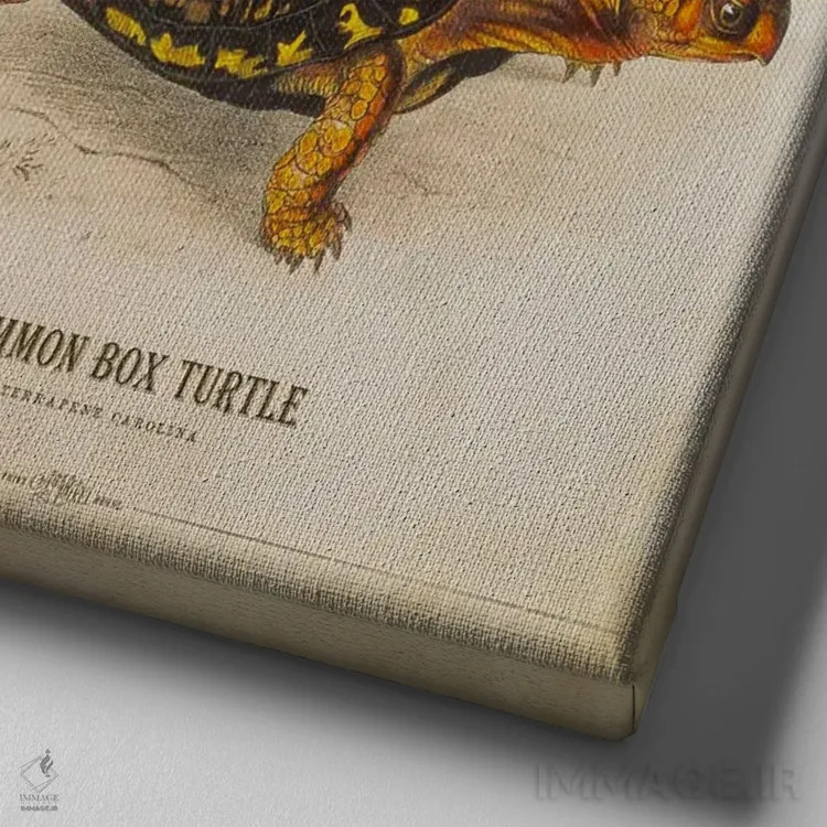 تابلو تصویر لاکپشت جعبهای اثر پیکسل کهنه (استودیو/نام هنری) - نمای نزدیک بافت بوم