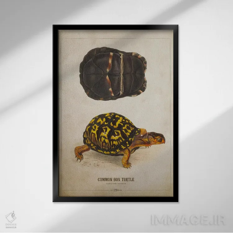 تابلو تصویر لاکپشت جعبهای اثر پیکسل کهنه (استودیو/نام هنری) - نمای قابدار مشکی