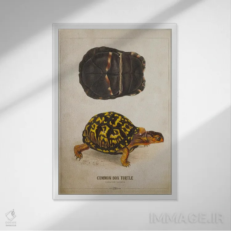 تابلو تصویر لاکپشت جعبهای اثر پیکسل کهنه (استودیو/نام هنری) - نمای قابدار سفید