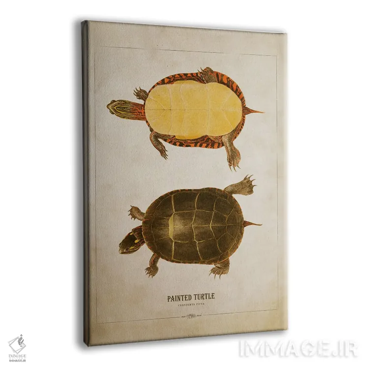 تابلو تصویر لاکپشت نقاشیشده (لاکپشت رنگین) اثر پیکسل کهنه (استودیو/نام هنری) - نمای پرسپکتیو محصول