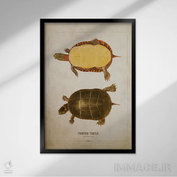 تابلو تصویر لاکپشت نقاشیشده (لاکپشت رنگین) اثر پیکسل کهنه (استودیو/نام هنری) - نمای قابدار مشکی