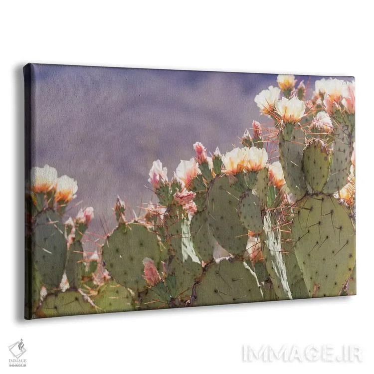 تابلو شکوفههای کاکتوس انجیر مکزیکی (انجیر تیغدار) اثر آن هادک - نمای پرسپکتیو محصول