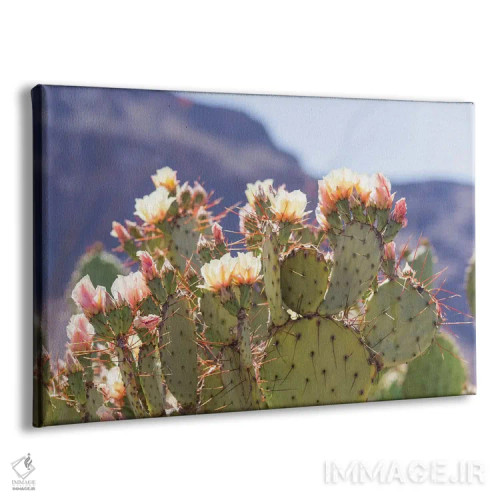 تابلو شکوفههای انجیر مکزیکی ۲ (انجیر تیغدار) اثر آن هادک - نمای پرسپکتیو محصول