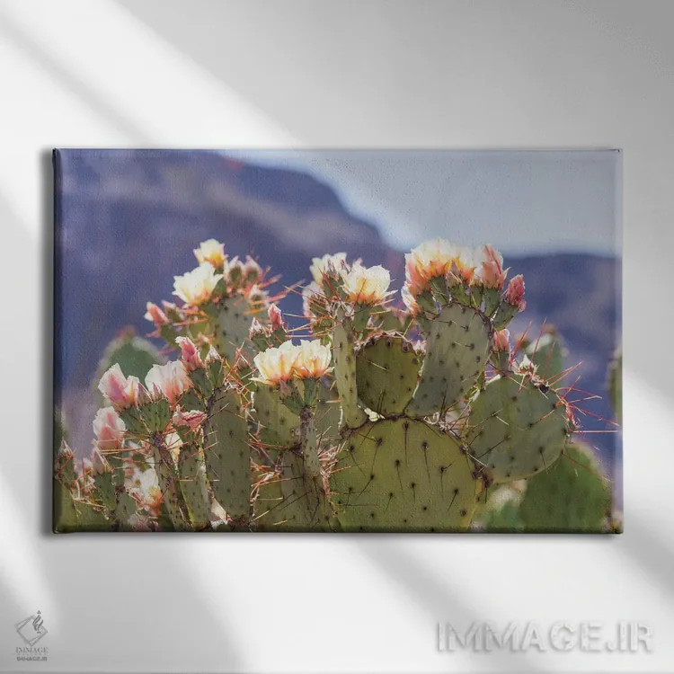 تابلو شکوفههای انجیر مکزیکی ۲ (انجیر تیغدار) اثر آن هادک - نمای روبهرو روی دیوار